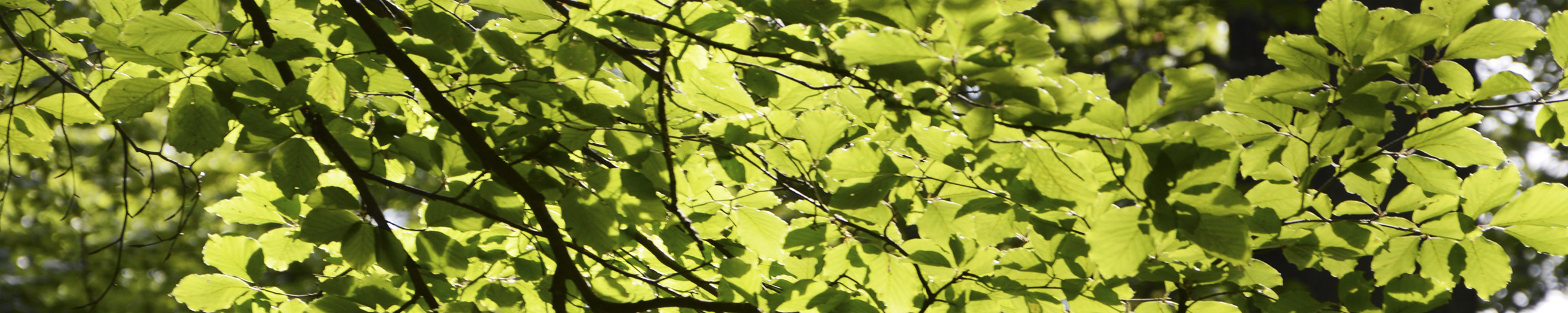 header_05.jpg